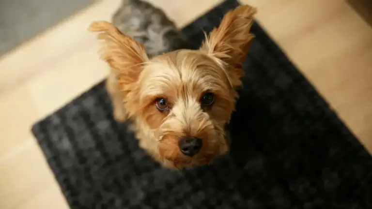 Cucciolo dal pelo chiaro seduto su un tappeto scuro in una stanza con pavimento in legno