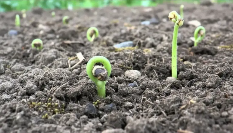 Germogli di fagiolini che spuntano dal terreno scuro in un orto