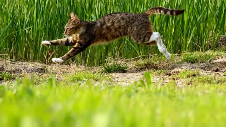 Gatto tigrato che corre all'aperto vicino ad un campo verde