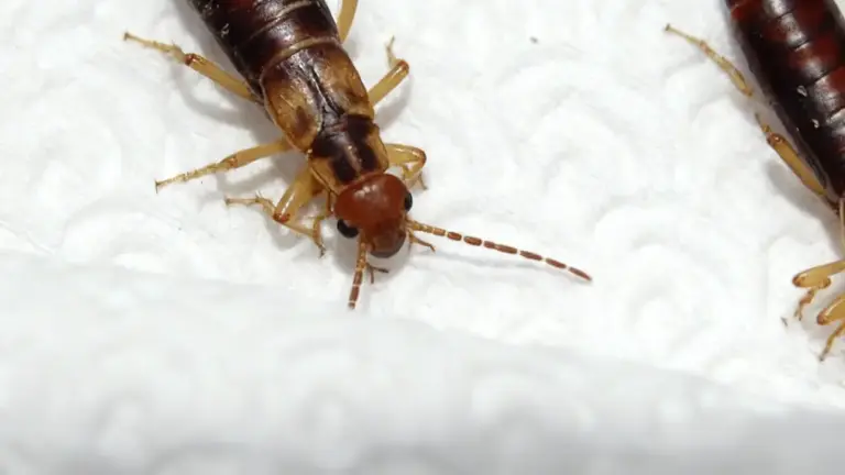 Primo piano di un insetto forbice su carta assorbente bianca